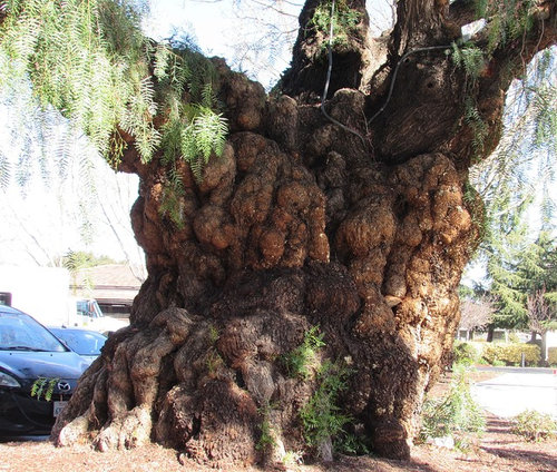 California Pepper tree.