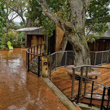 tree houses