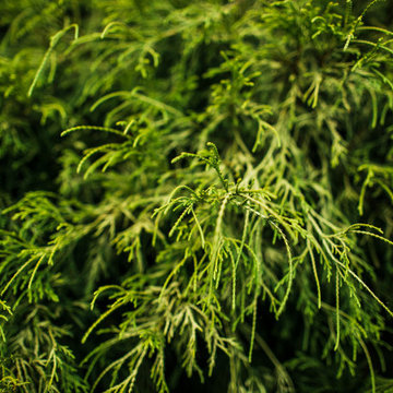 Vibrant Plantings and Woodland Paths