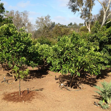 Rancho Santa Fe Edible Garden