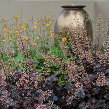 burgandy plants