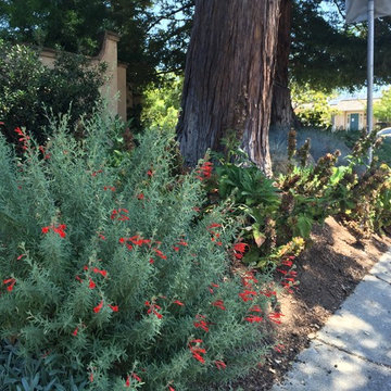 Redwood Habitat Garden & Lawn Replacement
