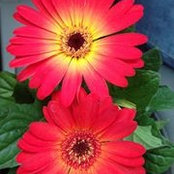 Norma Jean Tanton's photo
