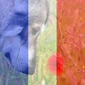 Foto von Claire Wardle