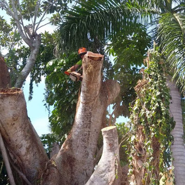 Tree Removals