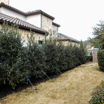 Nellie R. Stevens Hollies along side yard