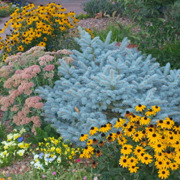 Blue globe spruce provides contrast with rudbeckia, sedum and pansies