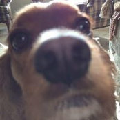 Phil Saifer's photo