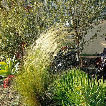 Drought Tolerant Garden Mixing Texture, Playing with the Light