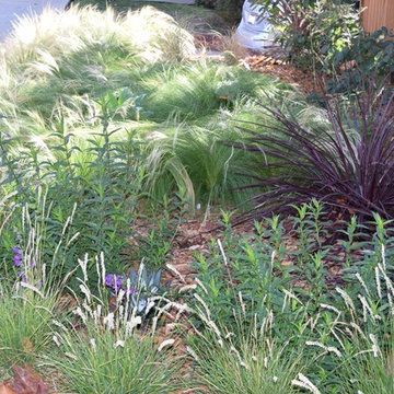 Lose the Lawn in Piedmont California
