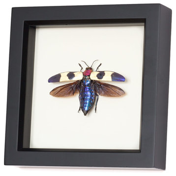 Framed Red Speckled Jewel Beetle