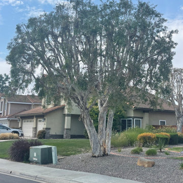 Tree Care