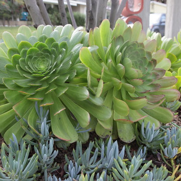 Succulent Parkway