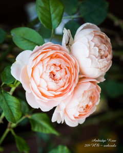 Rosa Sweet Juliet® 'AUSleap' (Double Pink David Austin Rose, Sweet Juliet  rose)