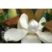 Betsy Englehardt's photo