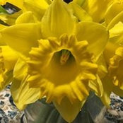 Soila Wardell's photo