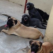 Kobé Kumés foto