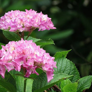 Hydrangea Festival Contest