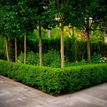 Boxwood