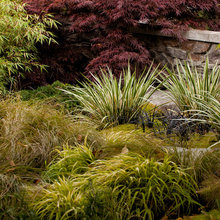 grasses