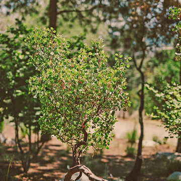 Manzanita
