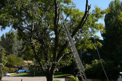 Capalaba Tree Removal in Wynnum Area