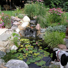 Pond