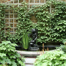 plants