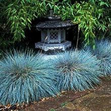 DEER RESISTENT PLANTS