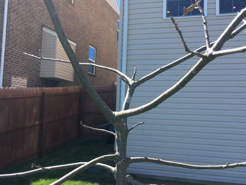 Question About Pin Oak Leader