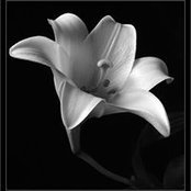 Cathy Vanmechelen's photo
