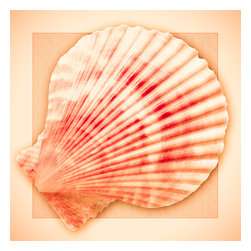 Douglas Page Photographic Art - Shell Design, 16"x16", Semi-Gloss Photo Paper - Prints And Posters