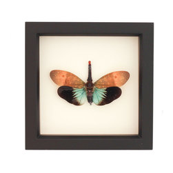 Bug Under Glass - Framed Insect Tropical Lantern Fly Display - Artwork