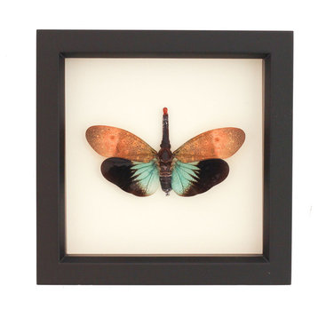 Framed Insect Tropical Lantern Fly Display