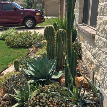 Miscellaneous Cacti & Succulent Landscapes by Rhinamic
