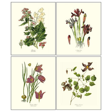 Garden Flower Botanical Print Set, Framed Antique Vintage Illustrations, Prints