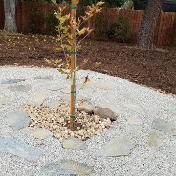 Backyard Altadena Re-design/Simple Clean-up