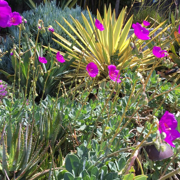 Mill Valley Modern garden