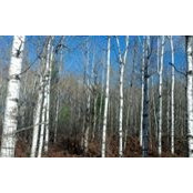 Christopher Conley's photo