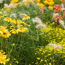Landscaping Ideas