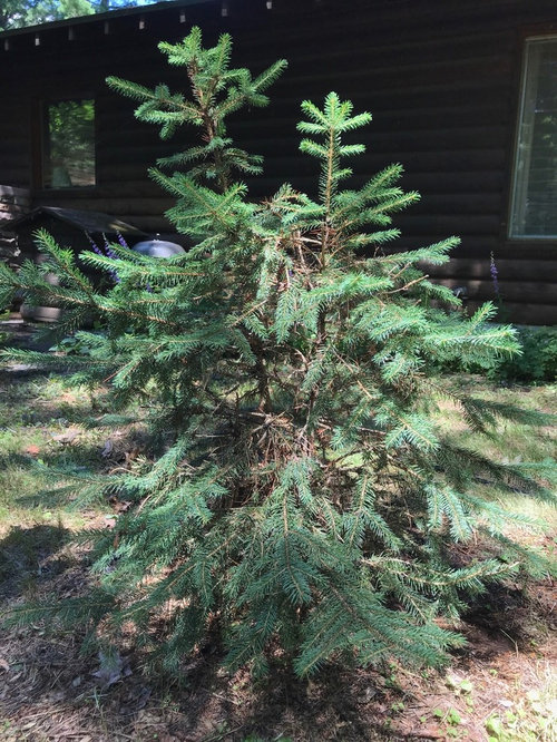 Two Leaders Blue Spruce Prune Double Leaders?