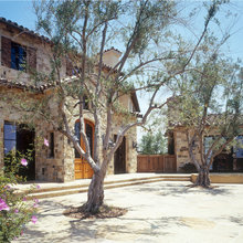 Olive Trees