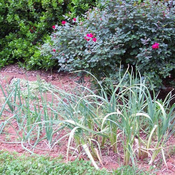 Edible Landscaping
