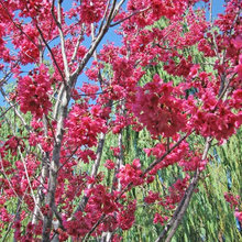 Cherry trees