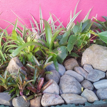 Bromeliads Veranda