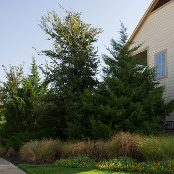 Evergreen Trees & Shrubs