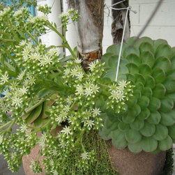 Container gardening - Products