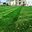 C Luster Landscaping, LLC