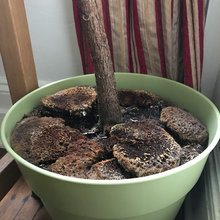 FLF