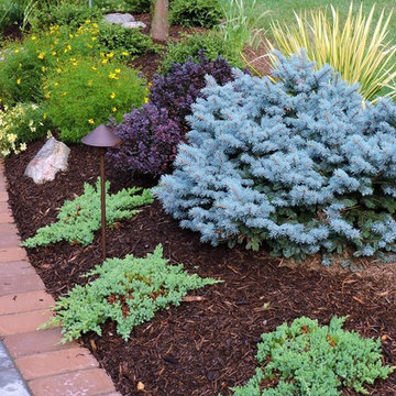 Dwarf Blue Spruce, Nana juniper, Coreopsis, Crimson Pygmy barberry, Yucca